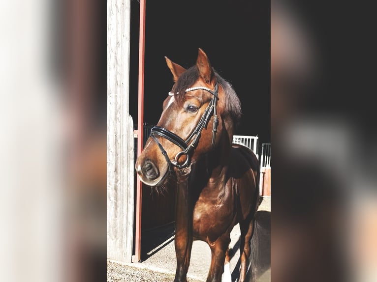 Deutsches Sportpferd Wallach 5 Jahre 168 cm Dunkelfuchs in Rochau