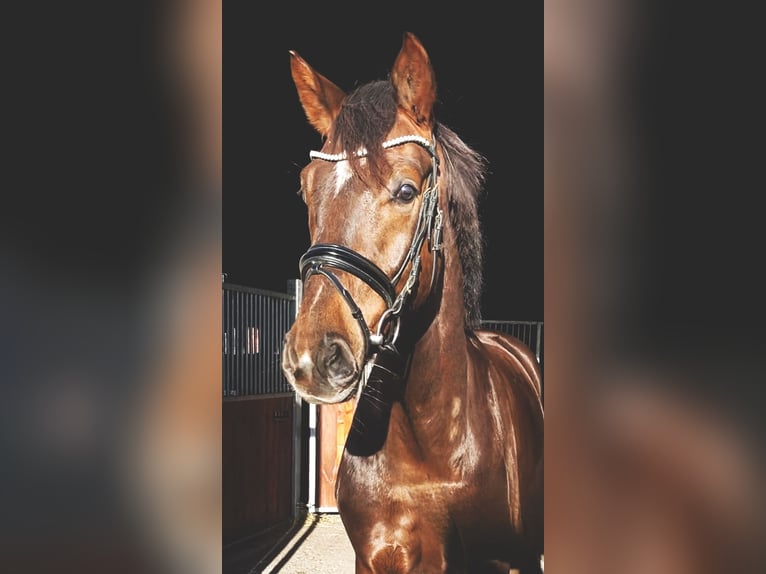 Deutsches Sportpferd Wallach 5 Jahre 168 cm Dunkelfuchs in Rochau