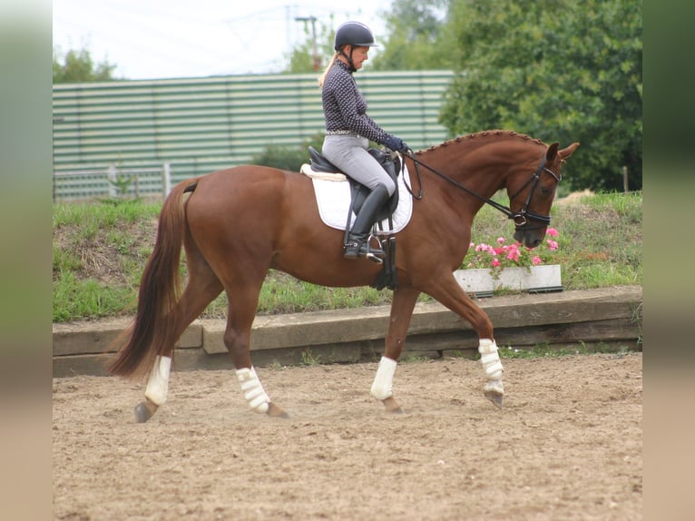 Deutsches Sportpferd Wallach 5 Jahre 168 cm Fuchs in Farsleben
