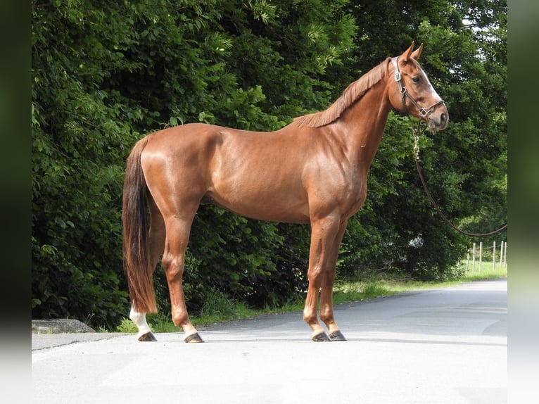 Deutsches Sportpferd Wallach 5 Jahre 168 cm Fuchs in Verl