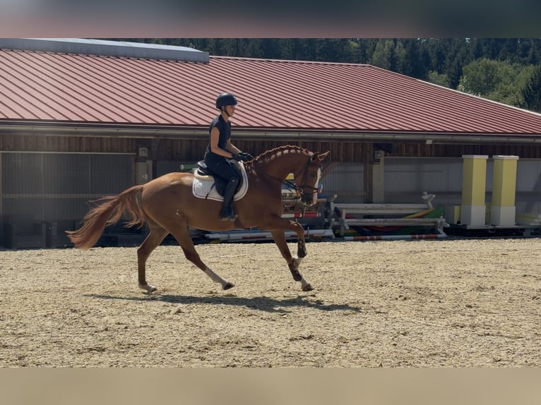 Deutsches Sportpferd Wallach 5 Jahre 168 cm Fuchs in Erharting