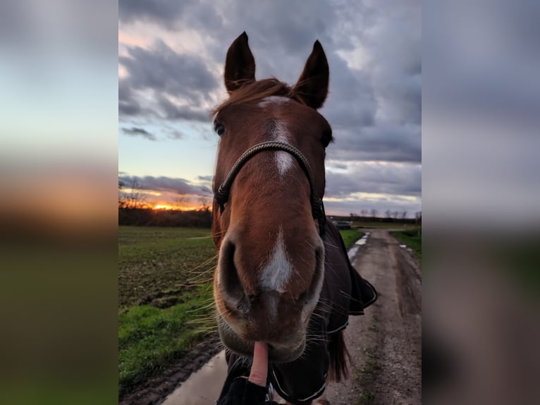 Deutsches Sportpferd Wallach 5 Jahre 168 cm Fuchs in Weinheim