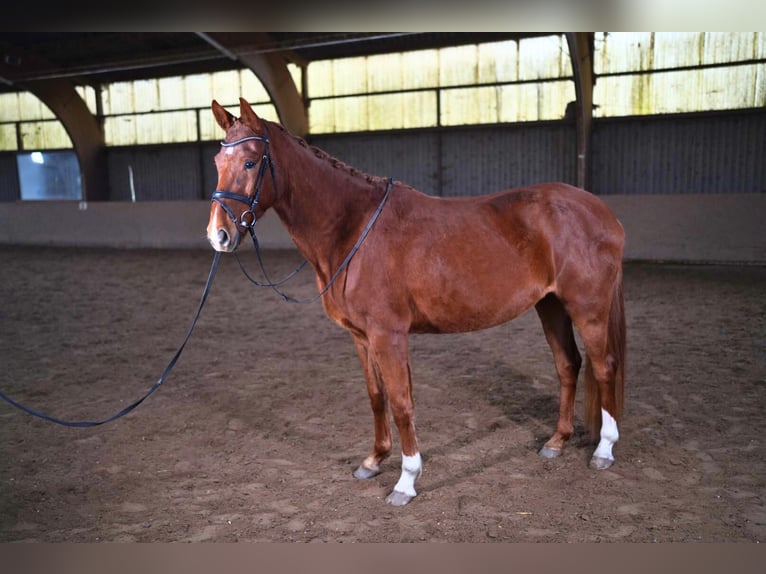 Deutsches Sportpferd Wallach 5 Jahre 168 cm Fuchs in Nidda