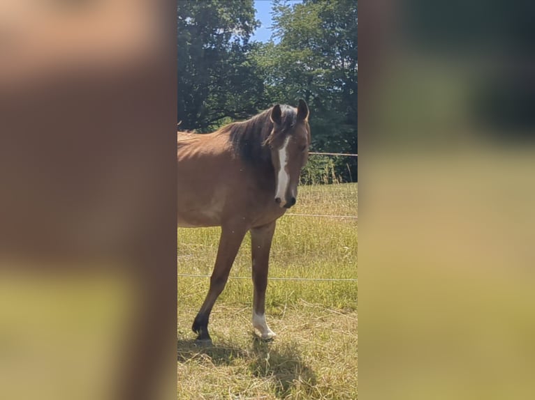 Deutsches Sportpferd Wallach 5 Jahre 168 cm Fuchs in Bad König