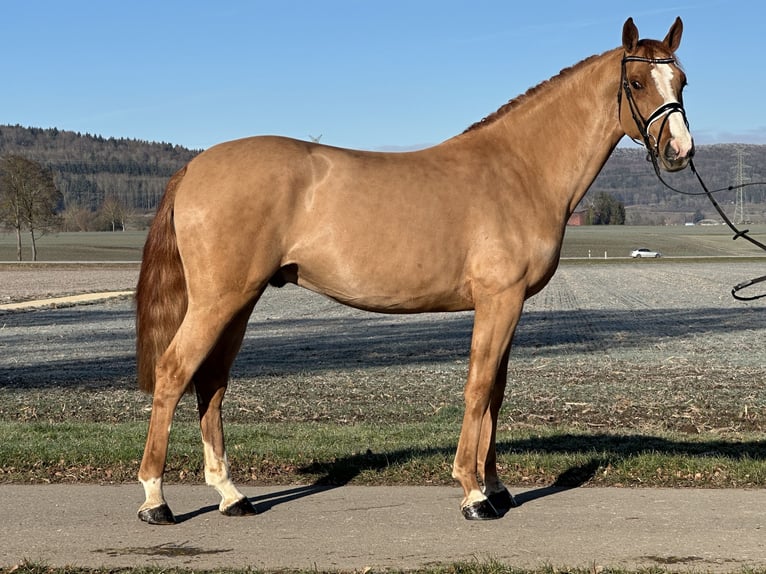 Deutsches Sportpferd Wallach 5 Jahre 168 cm Fuchs in Riedlingen