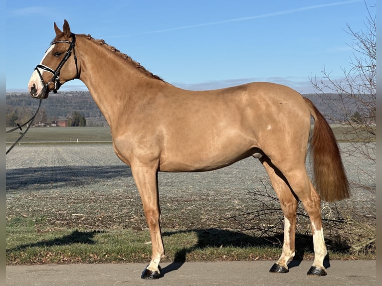 Deutsches Sportpferd Wallach 5 Jahre 168 cm Fuchs in Riedlingen