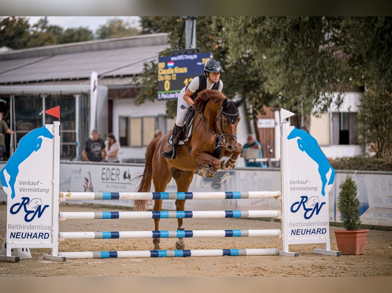 Deutsches Sportpferd Wallach 5 Jahre 168 cm Fuchs in Neuried