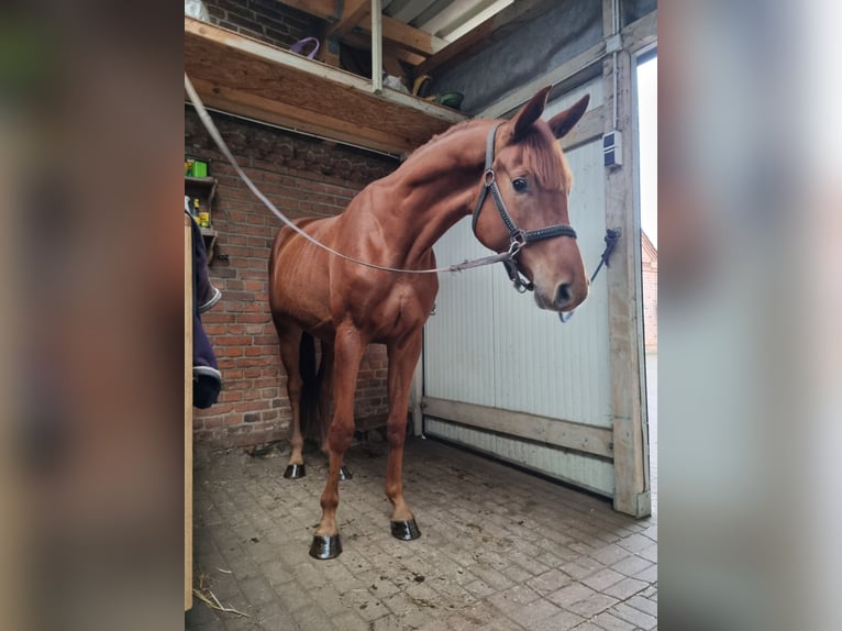 Deutsches Sportpferd Wallach 5 Jahre 168 cm Fuchs in Redefin
