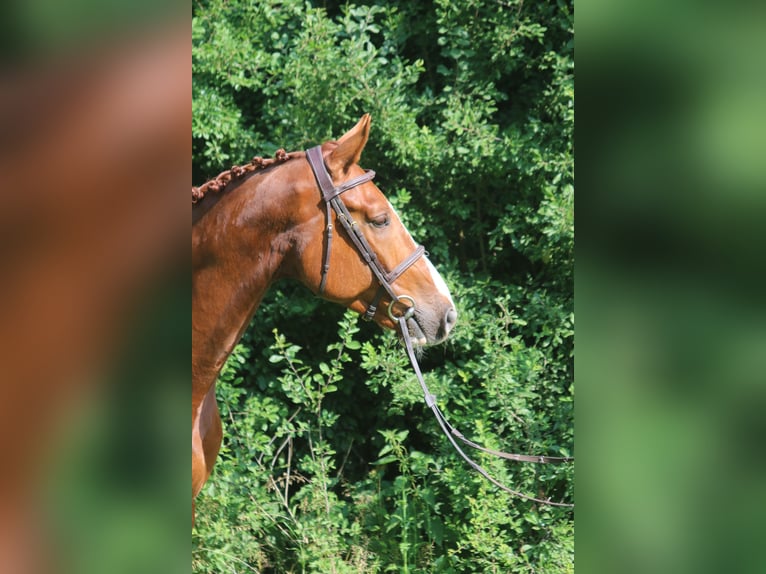 Deutsches Sportpferd Wallach 5 Jahre 168 cm Fuchs in Erharting