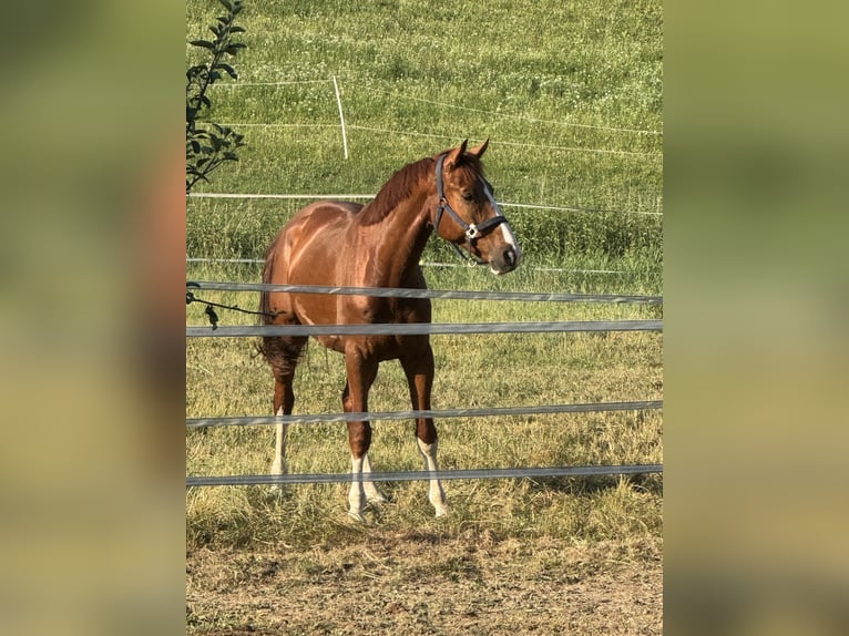 Deutsches Sportpferd Wallach 5 Jahre 168 cm Fuchs in Erharting
