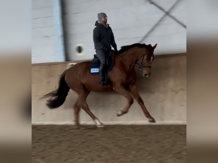 Deutsches Sportpferd Wallach 5 Jahre 168 cm Fuchs in Michaelisbruch
