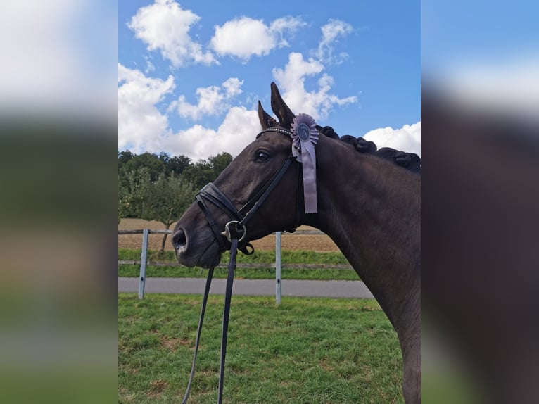 Deutsches Sportpferd Wallach 5 Jahre 168 cm Rappe in Obersulm