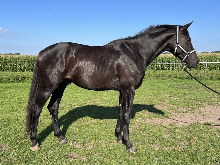 Deutsches Sportpferd Wallach 5 Jahre 168 cm Rappe in Schopfloch