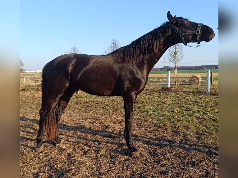 Deutsches Sportpferd Wallach 5 Jahre 168 cm Rappe in Neubrandenburg