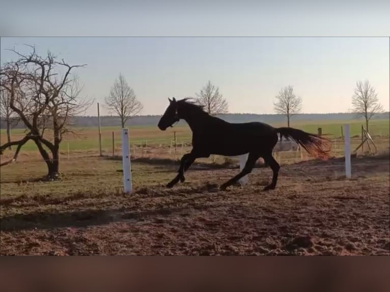 Deutsches Sportpferd Wallach 5 Jahre 168 cm Rappe in Neubrandenburg