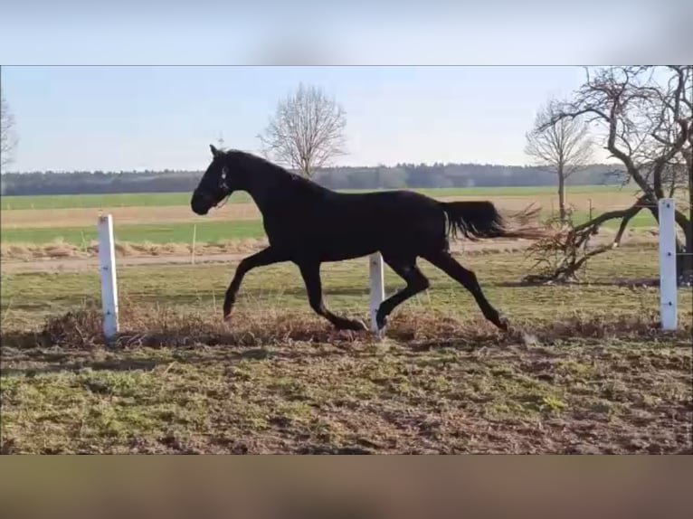 Deutsches Sportpferd Wallach 5 Jahre 168 cm Rappe in Neubrandenburg