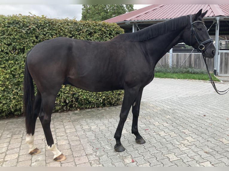 Deutsches Sportpferd Wallach 5 Jahre 168 cm Rappe in Leingarten