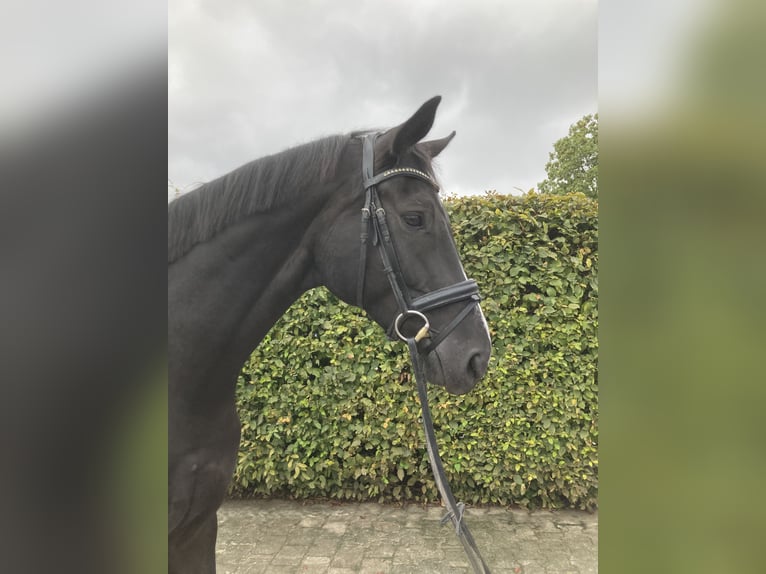 Deutsches Sportpferd Wallach 5 Jahre 168 cm Rappe in Leingarten