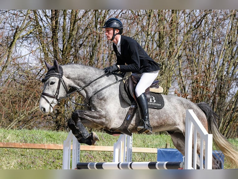 Deutsches Sportpferd Wallach 5 Jahre 168 cm Schimmel in Riedstadt