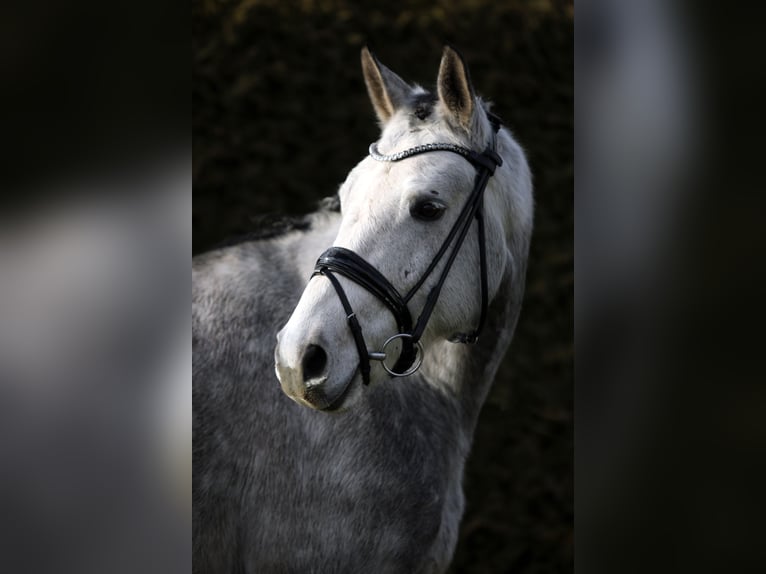 Deutsches Sportpferd Wallach 5 Jahre 168 cm Schimmel in Altenstadt