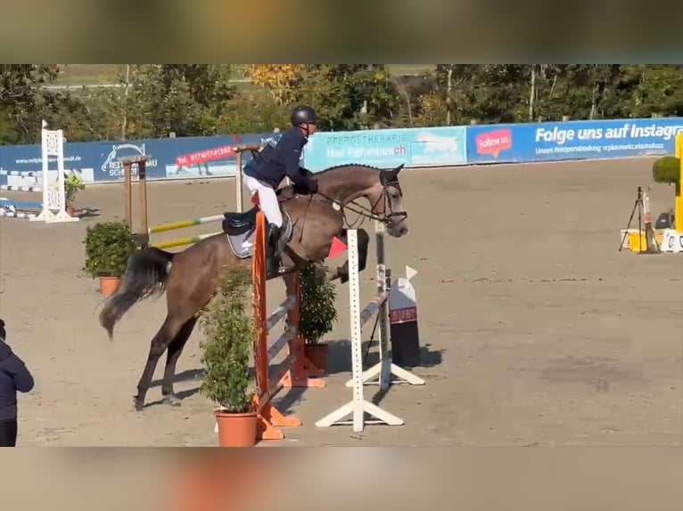 Deutsches Sportpferd Wallach 5 Jahre 168 cm Schimmel in Gadow