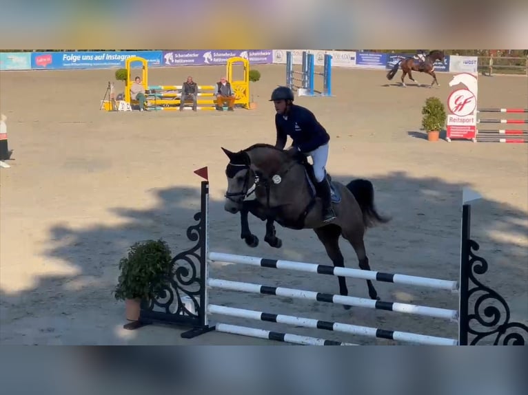 Deutsches Sportpferd Wallach 5 Jahre 168 cm Schimmel in Gadow