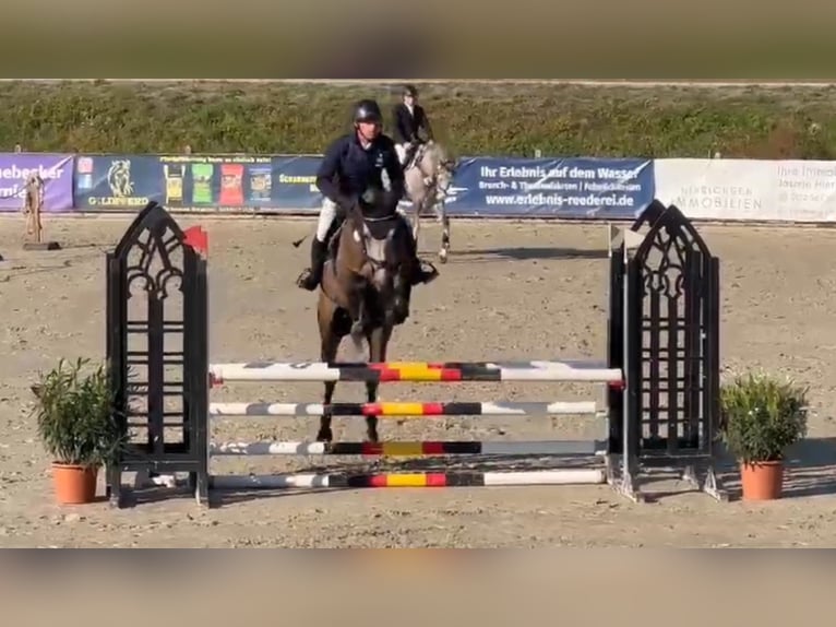Deutsches Sportpferd Wallach 5 Jahre 168 cm Schimmel in Gadow