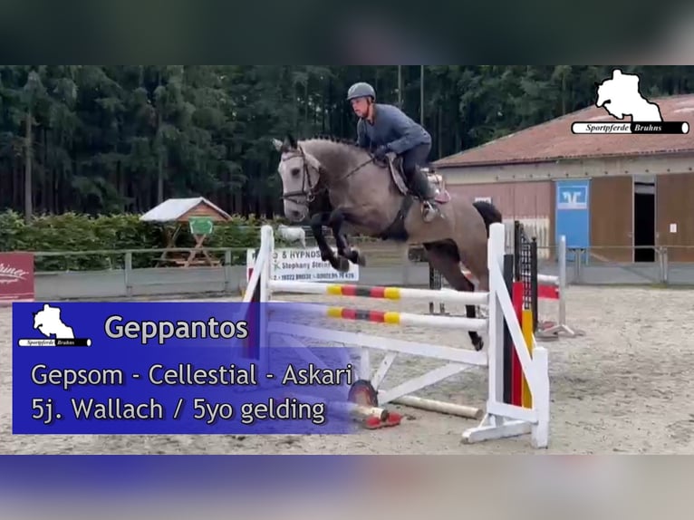 Deutsches Sportpferd Wallach 5 Jahre 168 cm Schimmel in Gadow