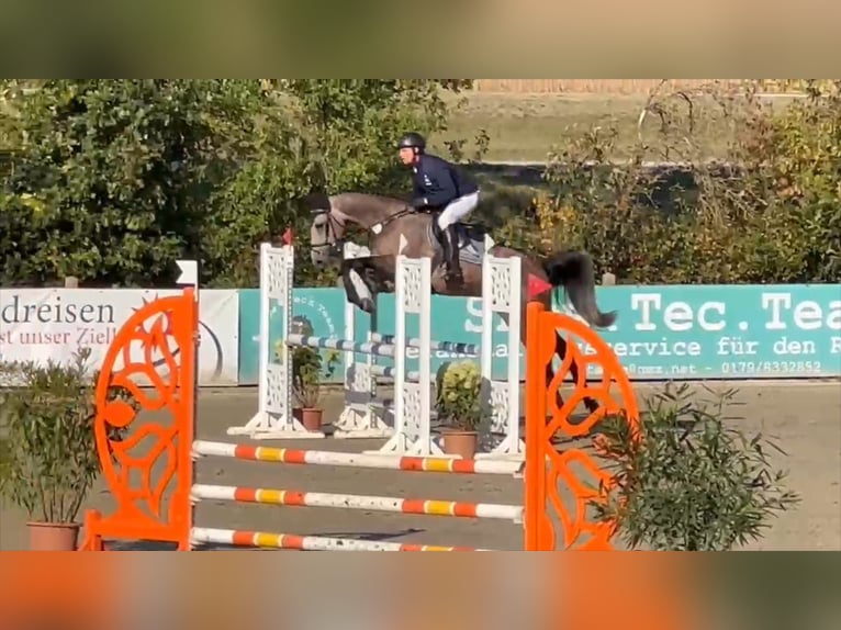 Deutsches Sportpferd Wallach 5 Jahre 168 cm Schimmel in Gadow