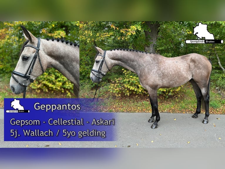 Deutsches Sportpferd Wallach 5 Jahre 168 cm Schimmel in Gadow