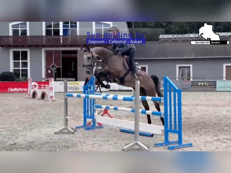 Deutsches Sportpferd Wallach 5 Jahre 168 cm Schimmel in Gadow