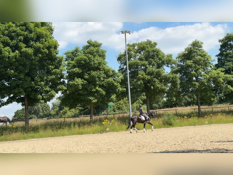 Deutsches Sportpferd Wallach 5 Jahre 168 cm Schwarzbrauner in SaarlouisSaarlouis