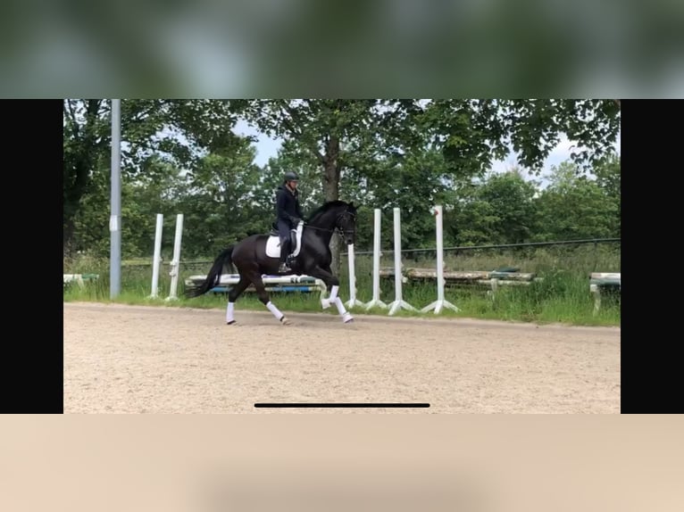 Deutsches Sportpferd Wallach 5 Jahre 168 cm Schwarzbrauner in SaarlouisSaarlouis