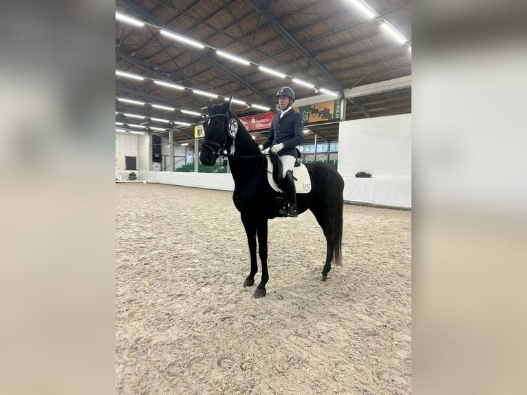 Deutsches Sportpferd Wallach 5 Jahre 168 cm Schwarzbrauner in SaarlouisSaarlouis