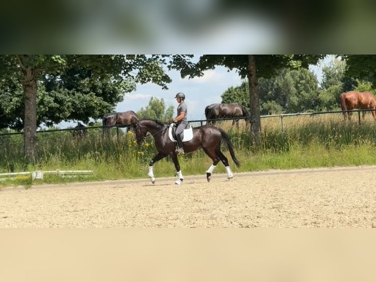 Deutsches Sportpferd Wallach 5 Jahre 168 cm Schwarzbrauner in SaarlouisSaarlouis