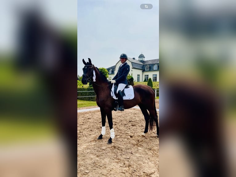 Deutsches Sportpferd Wallach 5 Jahre 168 cm Schwarzbrauner in SaarlouisSaarlouis