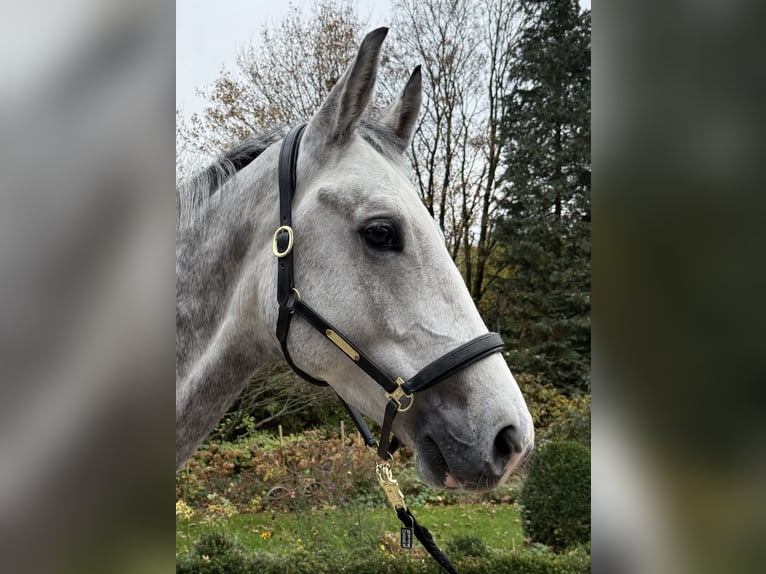 Deutsches Sportpferd Wallach 5 Jahre 169 cm Apfelschimmel in Wipperf&#xFC;rthWipperf&#xFC;rth