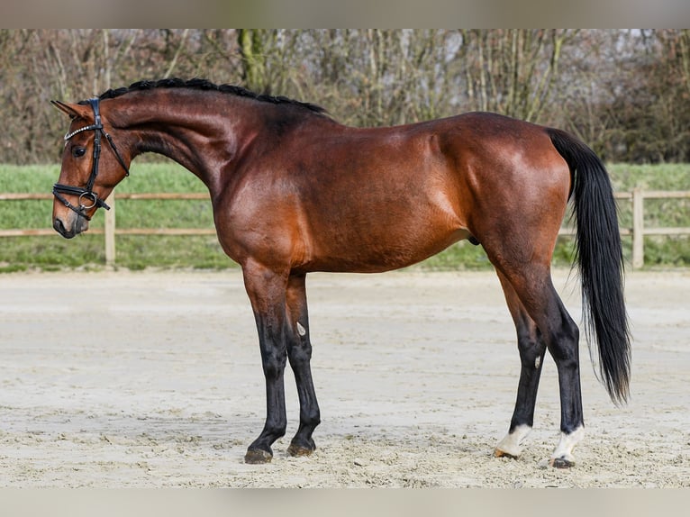 Deutsches Sportpferd Wallach 5 Jahre 169 cm Brauner in Riedstadt