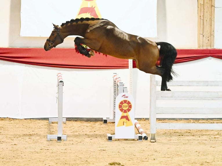 Deutsches Sportpferd Wallach 5 Jahre 169 cm Brauner in Wilnsdorf