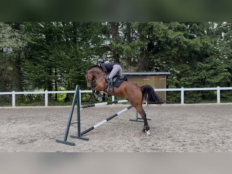 Deutsches Sportpferd Wallach 5 Jahre 169 cm Brauner in Wilnsdorf