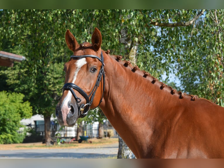 Deutsches Sportpferd Wallach 5 Jahre 169 cm Dunkelfuchs in München