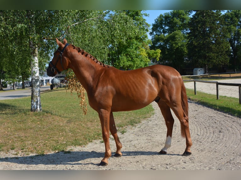 Deutsches Sportpferd Wallach 5 Jahre 169 cm Dunkelfuchs in München