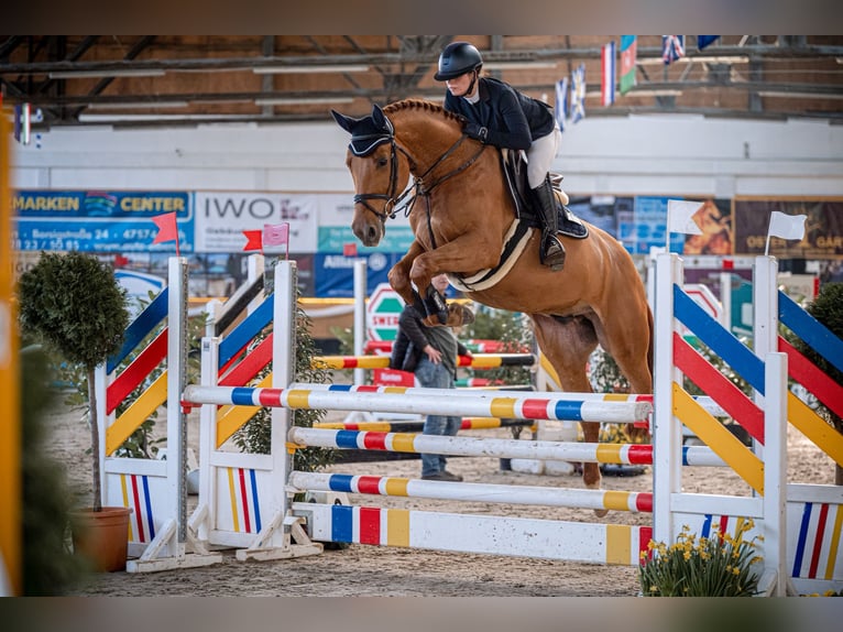 Deutsches Sportpferd Wallach 5 Jahre 169 cm Fuchs in Goch