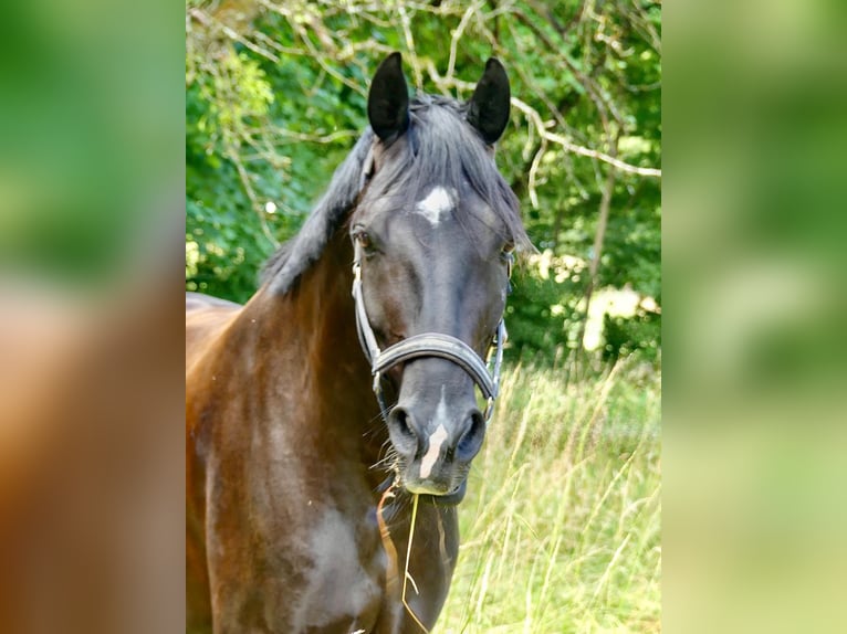 Deutsches Sportpferd Wallach 5 Jahre 169 cm Rappe in Ludwigsburg