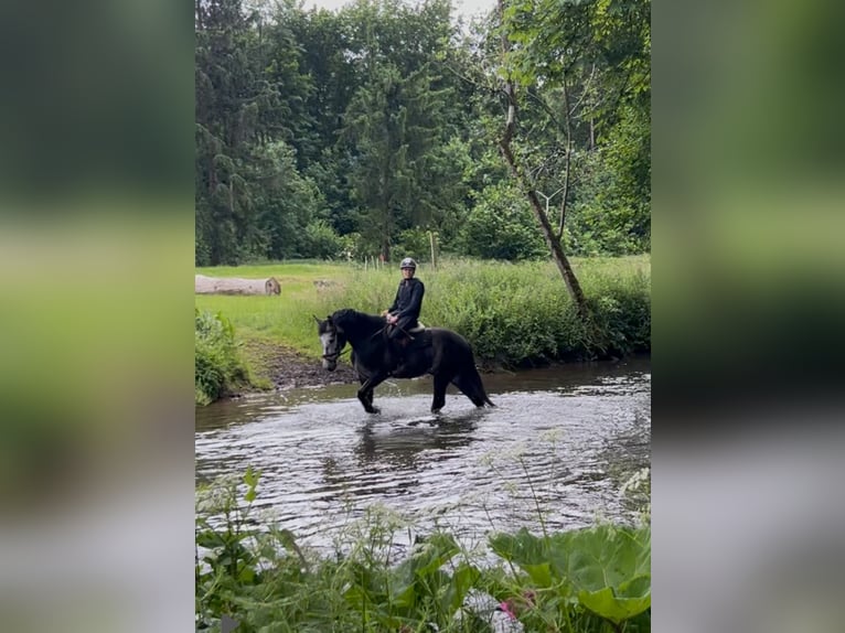 Deutsches Sportpferd Wallach 5 Jahre 169 cm Schimmel in M&#xF6;hnesee
