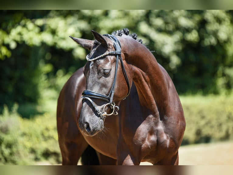 Deutsches Sportpferd Wallach 5 Jahre 169 cm Schwarzbrauner in Riedstadt