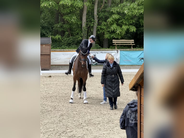 Deutsches Sportpferd Wallach 5 Jahre 170 cm Brauner in Ostrach