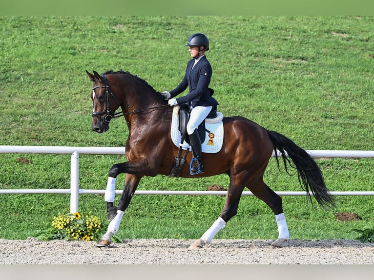 Deutsches Sportpferd Wallach 5 Jahre 170 cm Brauner in Gomadingen