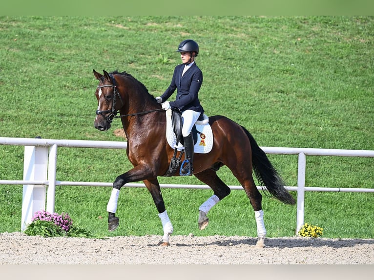 Deutsches Sportpferd Wallach 5 Jahre 170 cm Brauner in Gomadingen