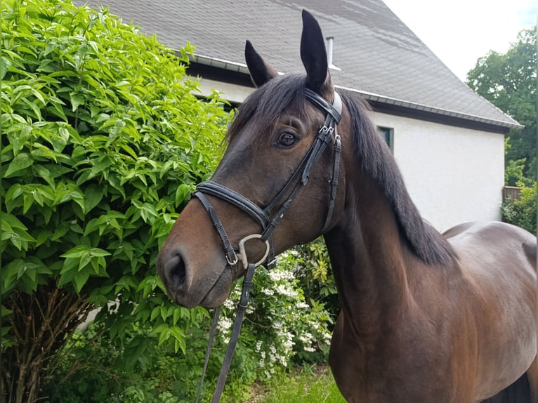 Deutsches Sportpferd Wallach 5 Jahre 170 cm Brauner in Kirchberg